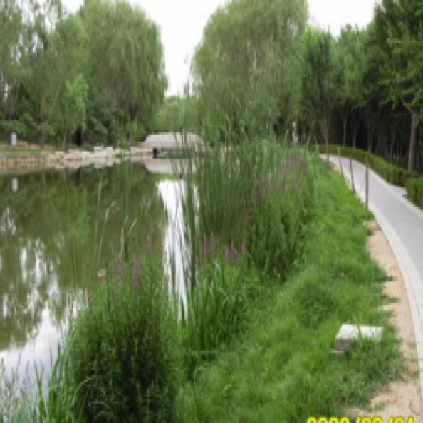 中小河道河流生态修复设计与施工 （2015）
Design & construction for mid-small river
ecological restoration